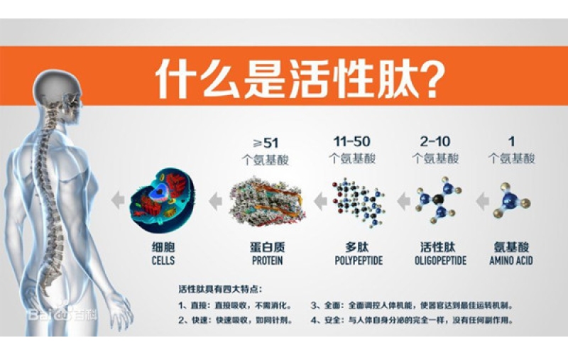 肽，對(duì)身體的十大益處